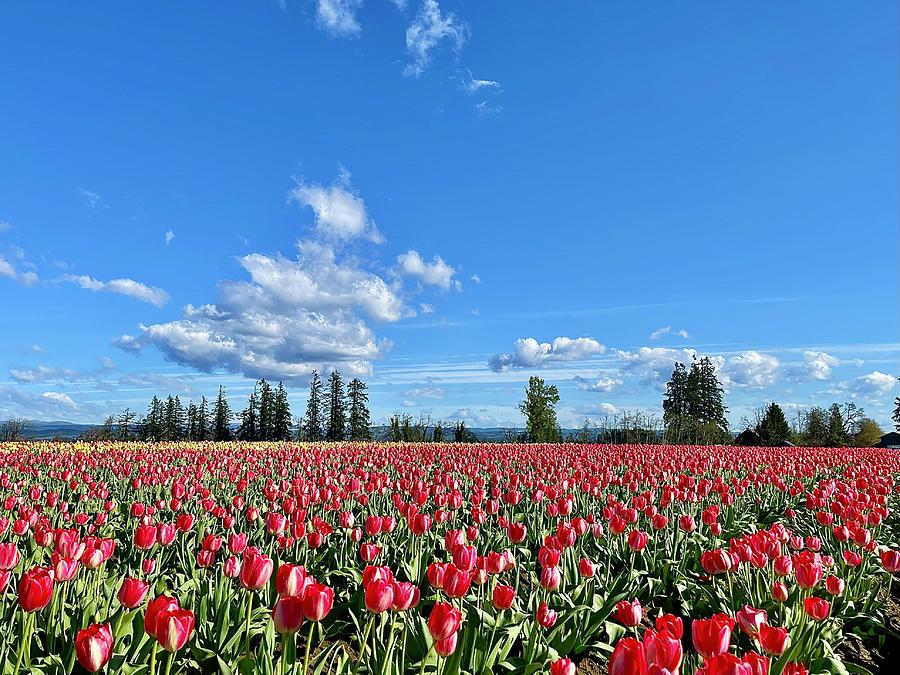 Field of Red Photograph by Brian Eberly