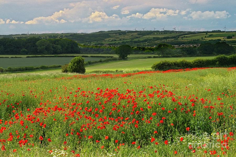 Field of Red Poppies Photograph by Martyn Arnold