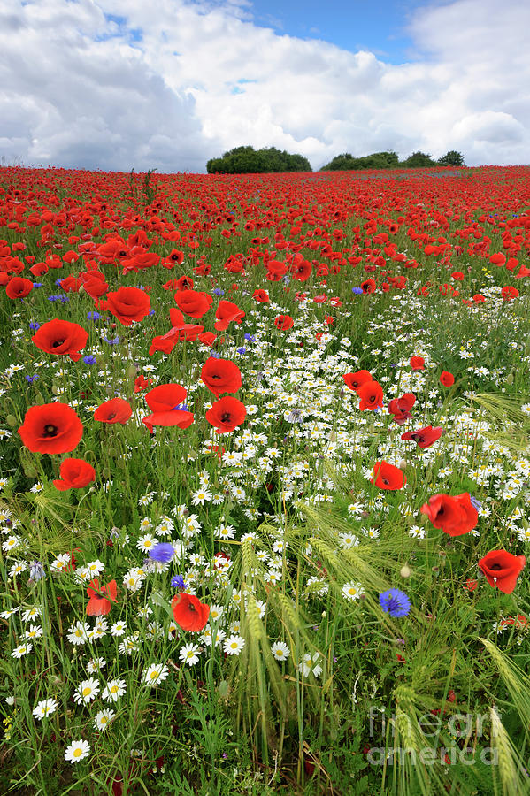 Field of Red Poppies Photograph by Willi Rolfes