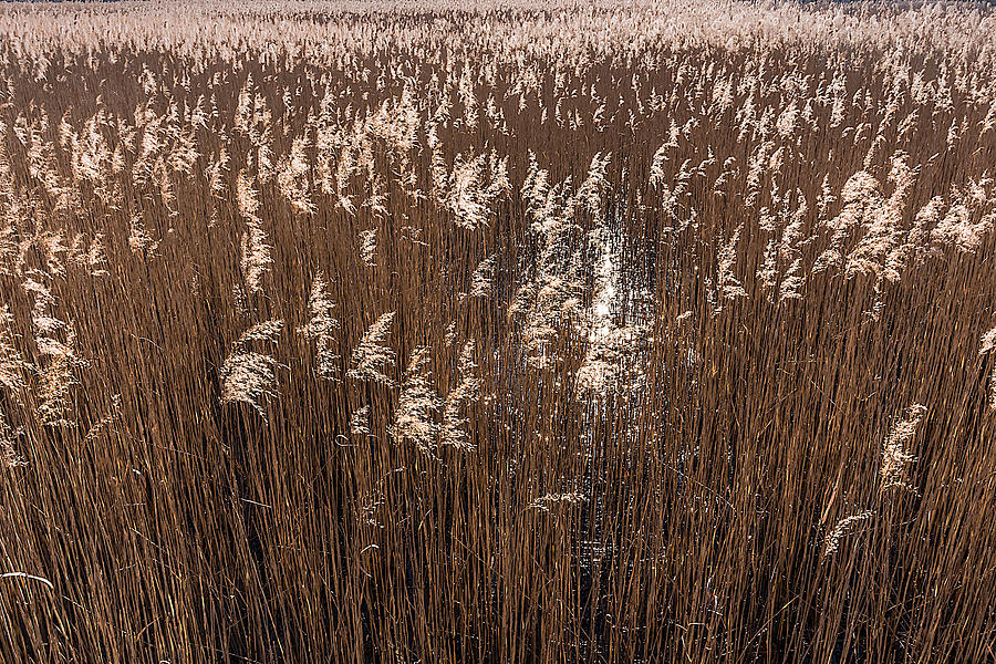 Field of Reed Photograph by Wolfgang Stocker