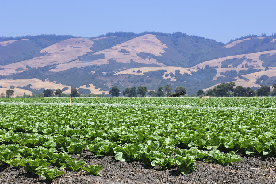 Field of Romaine Lettuce Ready For Harvest Photograph by GomezDavid