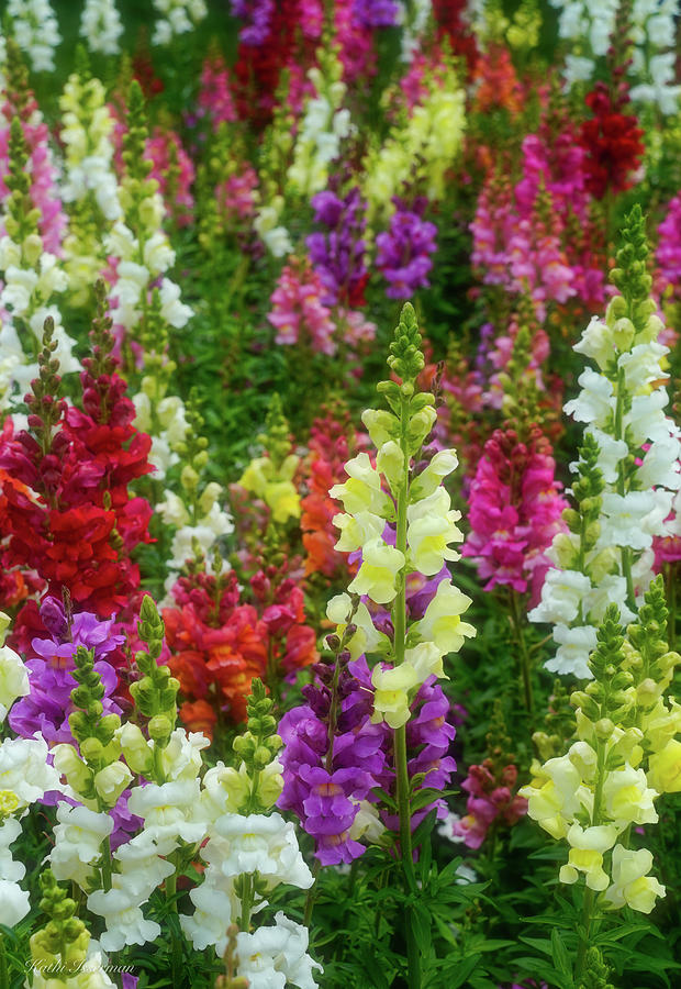 Field of Snapdragons Photograph by Kathi Isserman