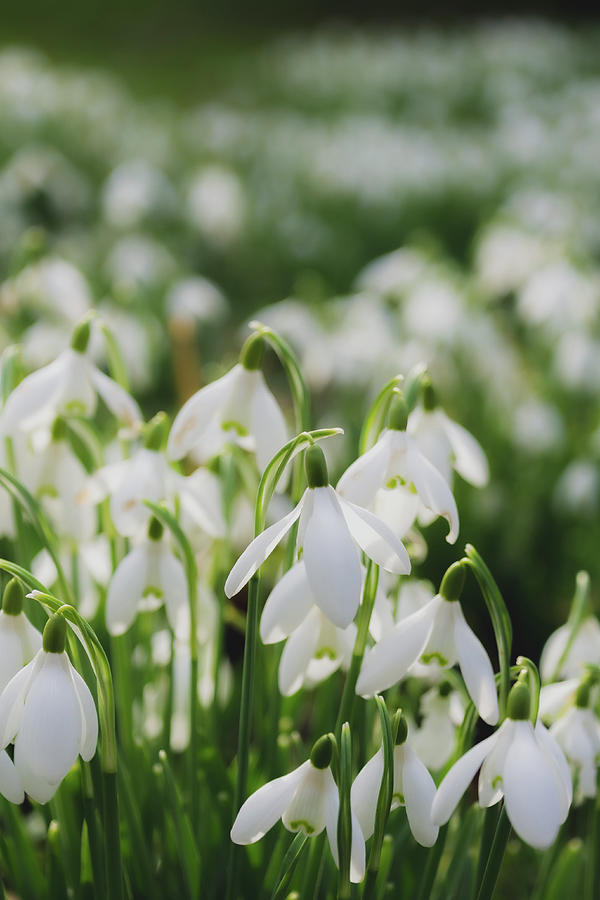 Field of snowdrops Photograph by Scott Lyons