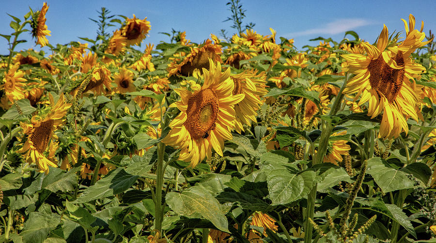 Sunflower Photograph - Field Of Sun by Rory Siegel