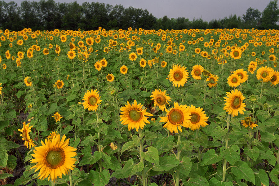 Field of sunflowers , North Dakota Photograph by Comstock