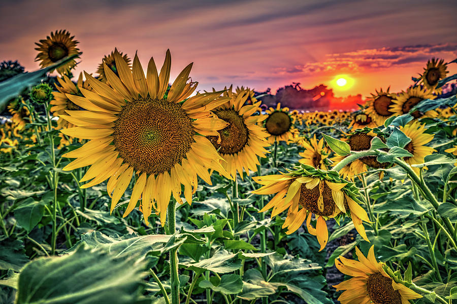 Field Of Sunflowers And Kansas Sunset Photograph by Gregory Ballos ...