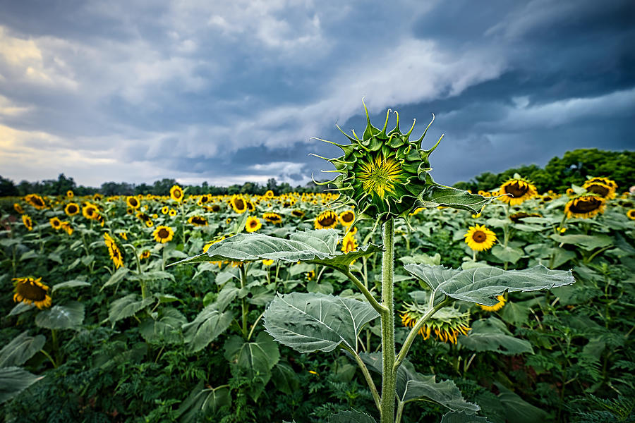 Field of Sunflowers Before the Storm Photograph by Stuart Litoff