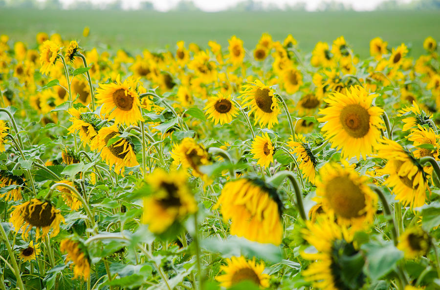 Field of sunflowers. Photograph by Dmitriy83