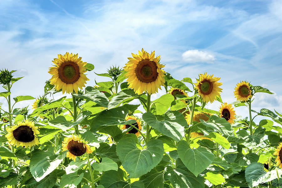 Field of Sunflowers Photograph by GLENN Mohs