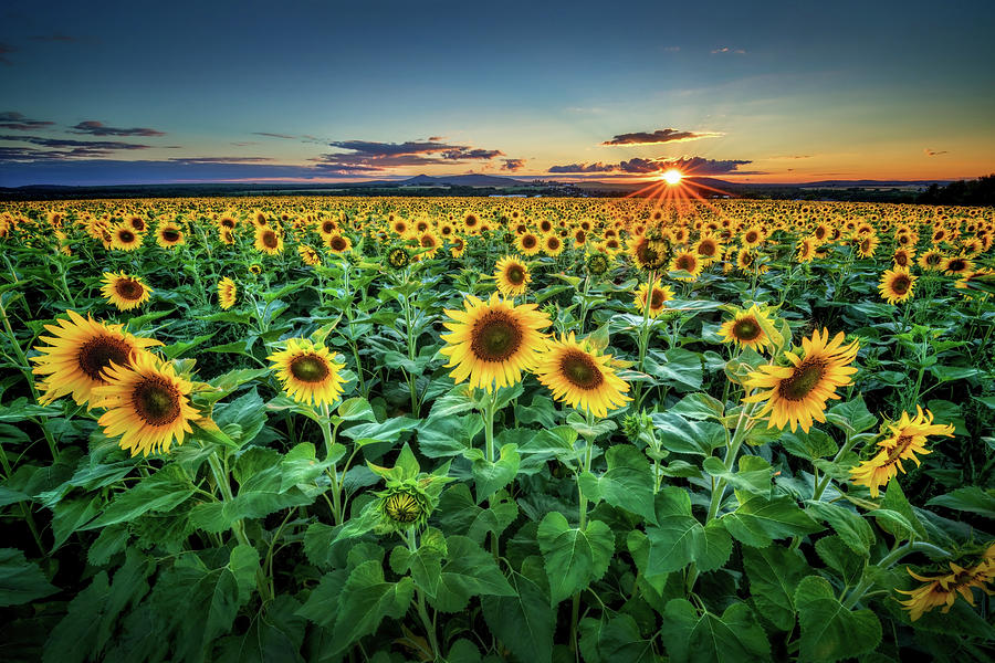 Sunflowers a6682 Photograph by Greg Hartford