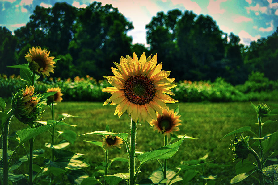 Field of Sunflowers Photograph by Heather Bettis