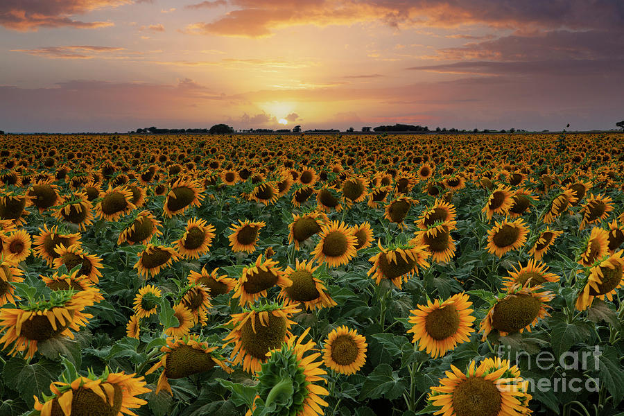 Sunset Photograph - Field of Sunflowers in Texas by Keith Kapple