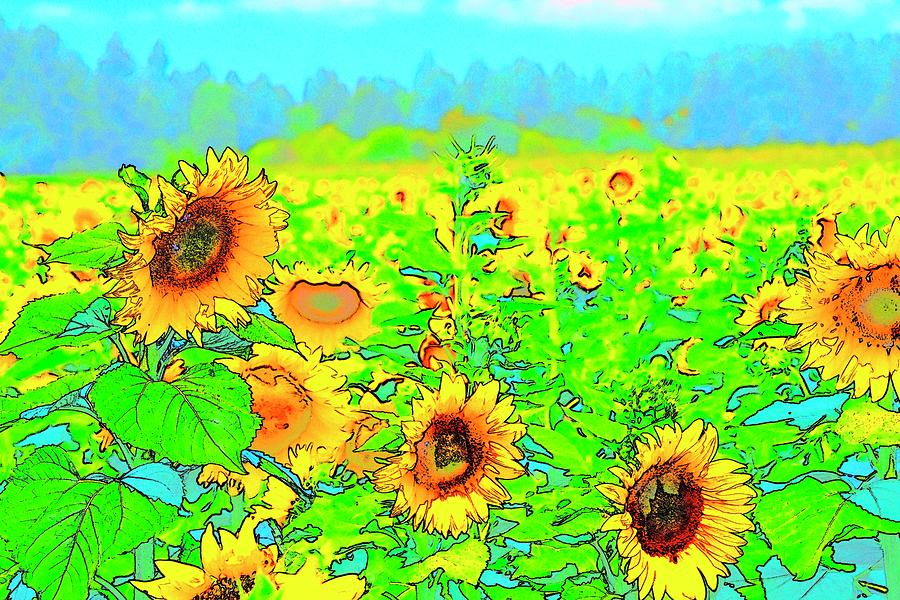 Field Of Sunflowers Photograph by Jerry Sodorff
