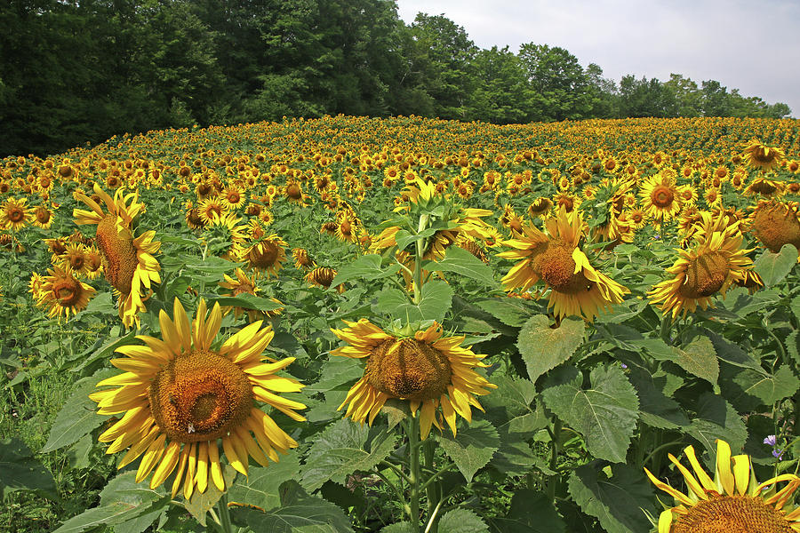 Field of Sunflowers Photograph by Linda Buckman - Fine Art America