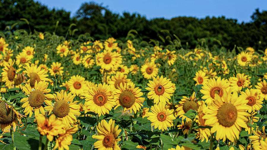 Field of Sunflowers Photograph by Louis Dallara