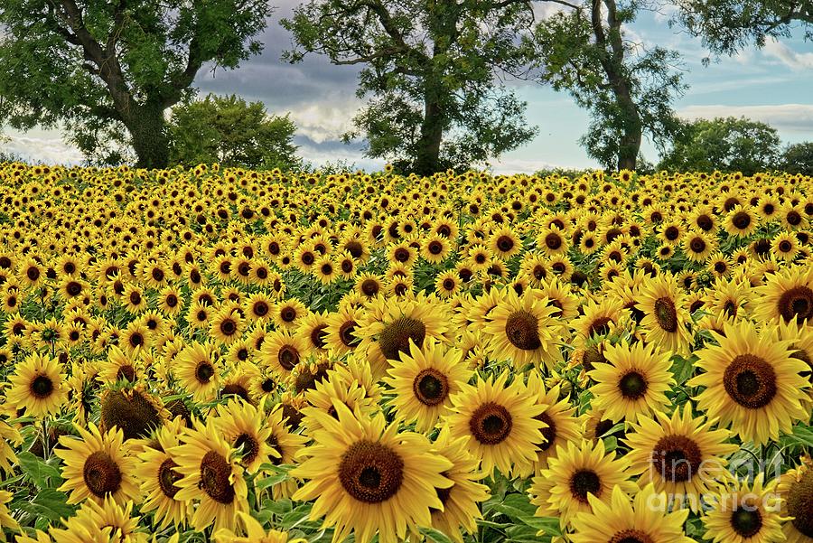 Field of Sunflowers Photograph by Martyn Arnold