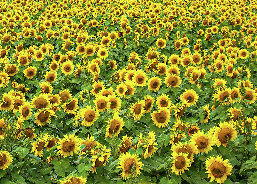Field of Sunflowers Photograph by Patti Deters
