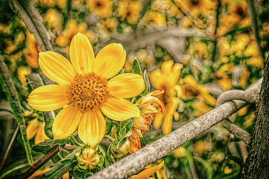 Flower Photograph - Field Of Sunshine by Jim Love