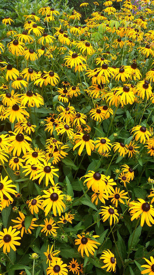 Field of Susans Photograph by Kenny Glover