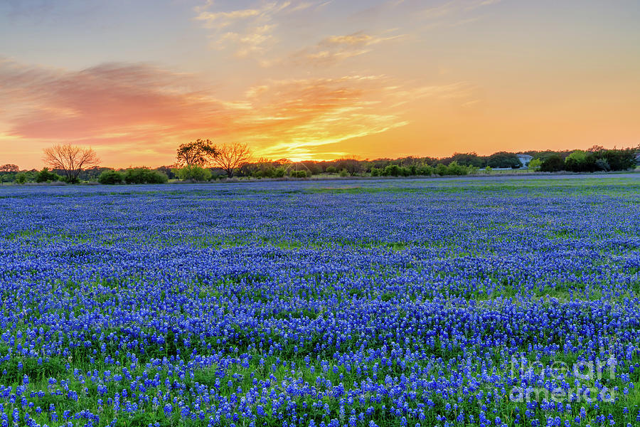 Field of Texas Bluebonnets at Sunset Photograph by Bee Creek ...