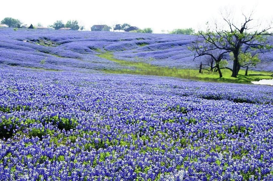 Field of Texas Bluebonnets Photograph by Don Varney