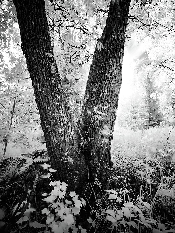 Field of the fairies. Infrared bw photography Photograph by Jouko Lehto