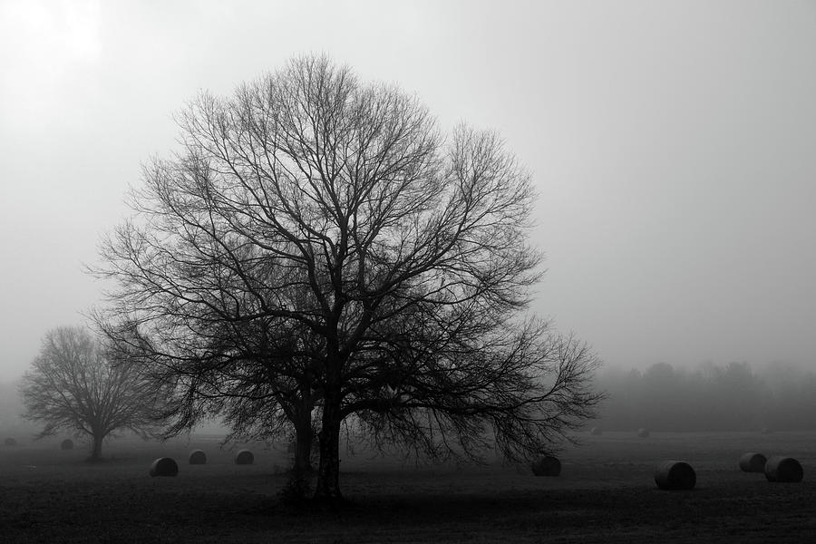 Field of Trees in Black and White Photograph by Stamp City - Pixels