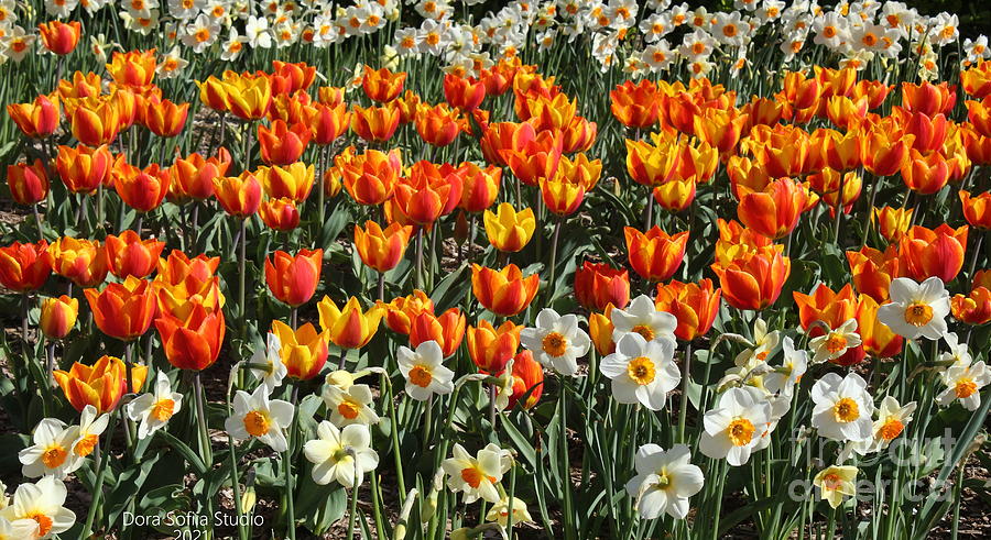 Field of Tulips and Daffodils Photograph by Dora Sofia Caputo