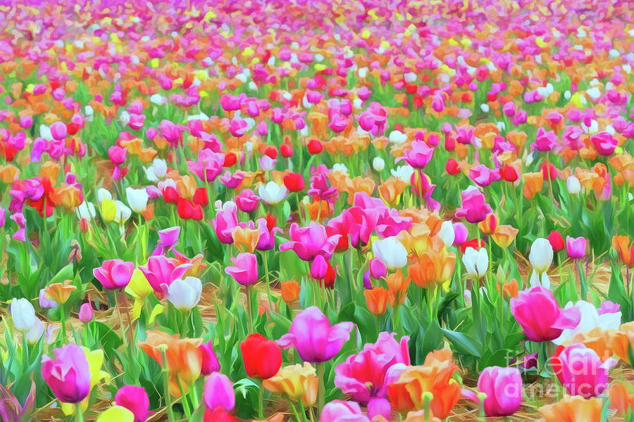 Field of Tulips Photograph by Ava Reaves