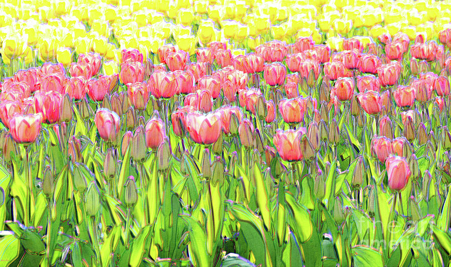 Field of Tulips Photograph by Bentley Davis