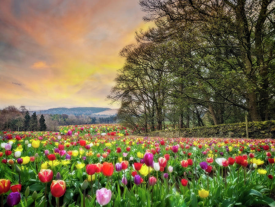Field Of Tulips Photograph by Brian Wallace