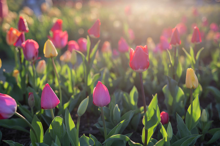 Field of Tulips Photograph by John Alexander - Fine Art America