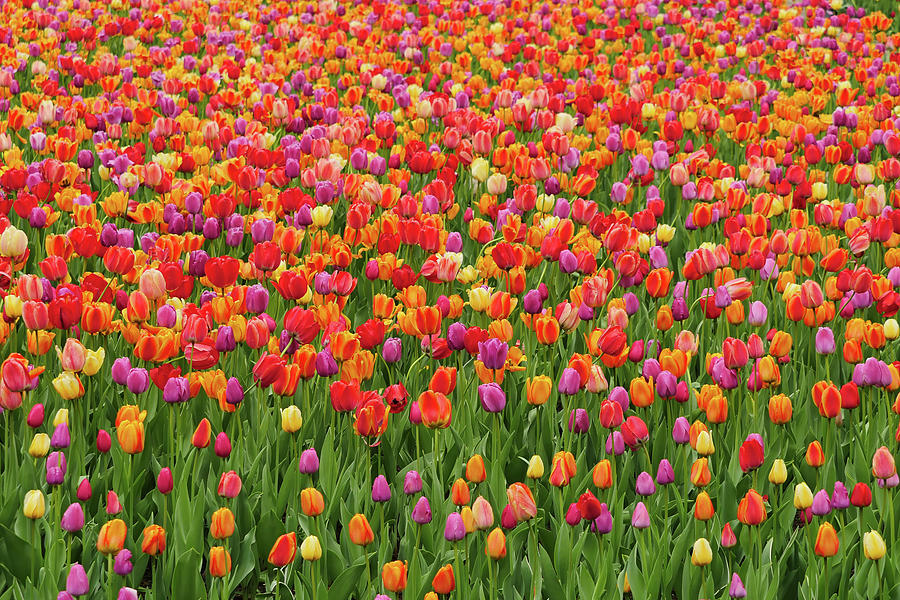 Field of Tulips Photograph by Louise Tanguay