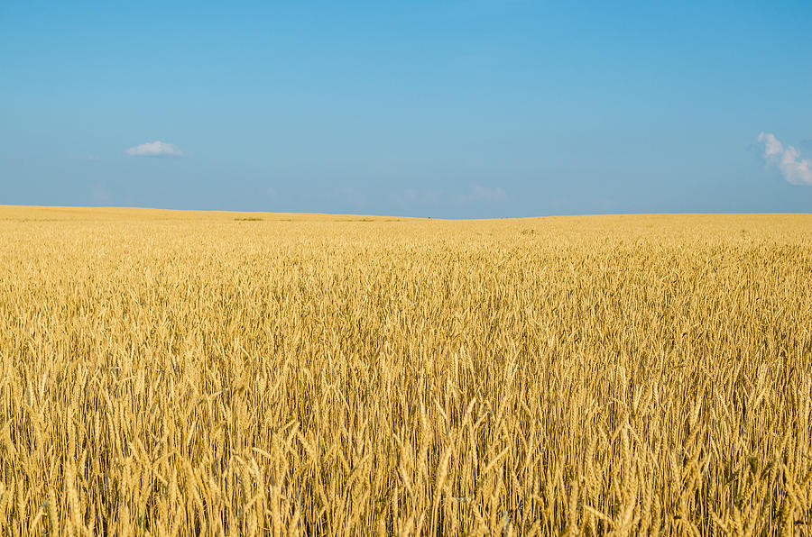 Field of wheat. Photograph by Dmitriy83
