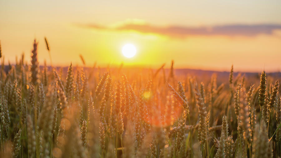 Field of Wheat Photograph by Kendra Mcmillan - Fine Art America