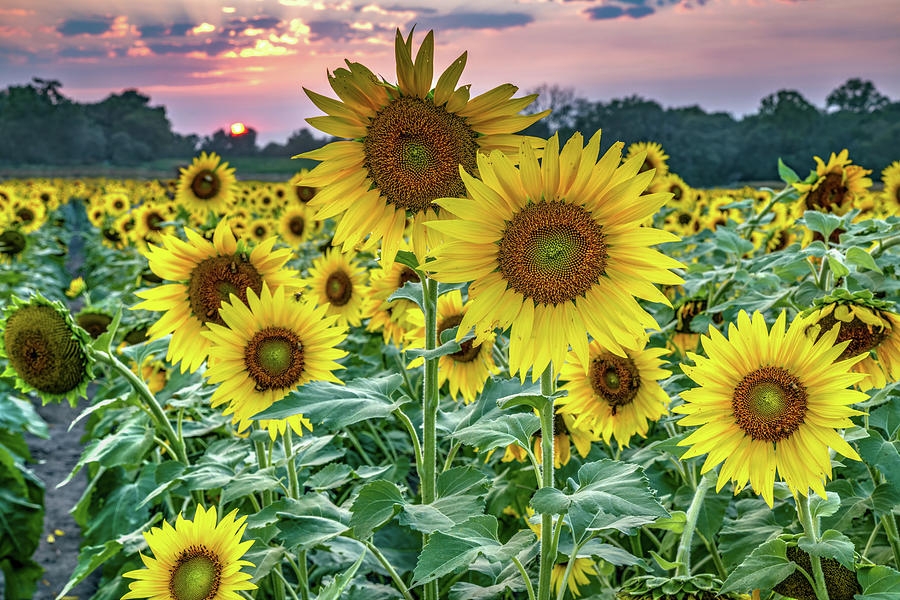 Sunflower Farm Photograph - Field of Wild Sunflowers - Grinter Farm in Lawrence Kansas by Gregory Ballos
