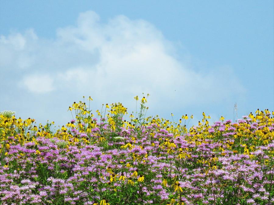 Field of Wildflowers  Photograph by Lori Frisch