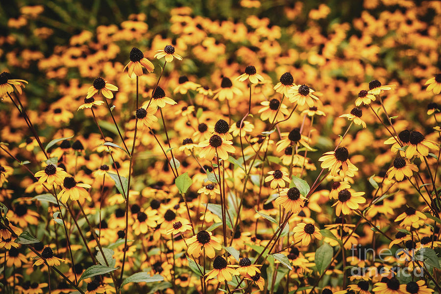 Field Of Woodland Sunflowers Photograph