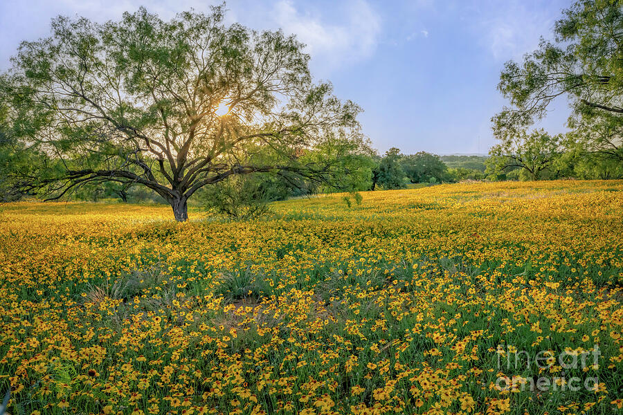 Flower Photograph - Field of Yellow Wildflowers by Bee Creek Photography - Tod and Cynthia