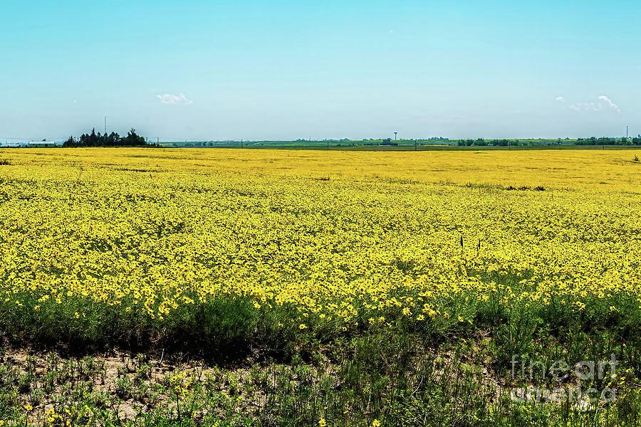 Field of Yellow Photograph by Jon Burch Photography