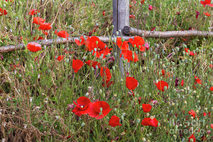 Field Poppies 2 Photograph by Elaine Teague