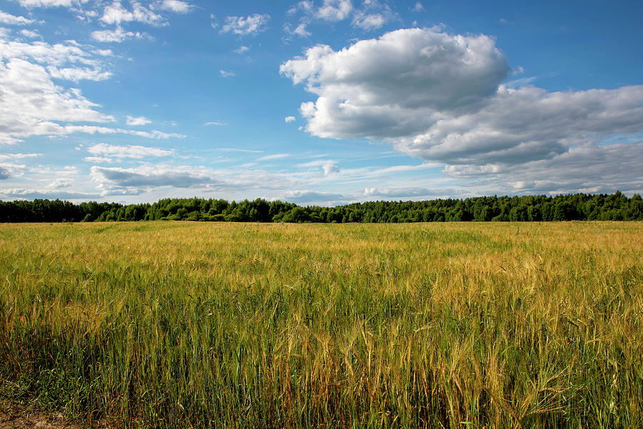 Field. Photograph by Sergei Fomichev