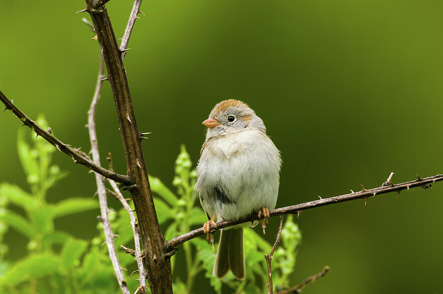 Field Sparrow - 5822 Photograph by Jerry Owens