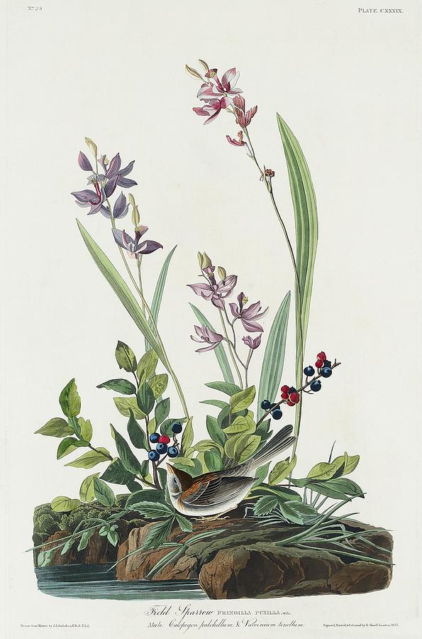 Field Sparrow from Birds of America 1827 by John James Audubon etched by William Home Lizars Painting by Les Classics