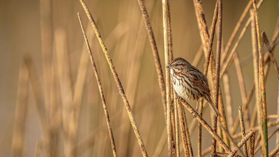 Field Sparrow in the reeds Photograph by Mike Fusaro
