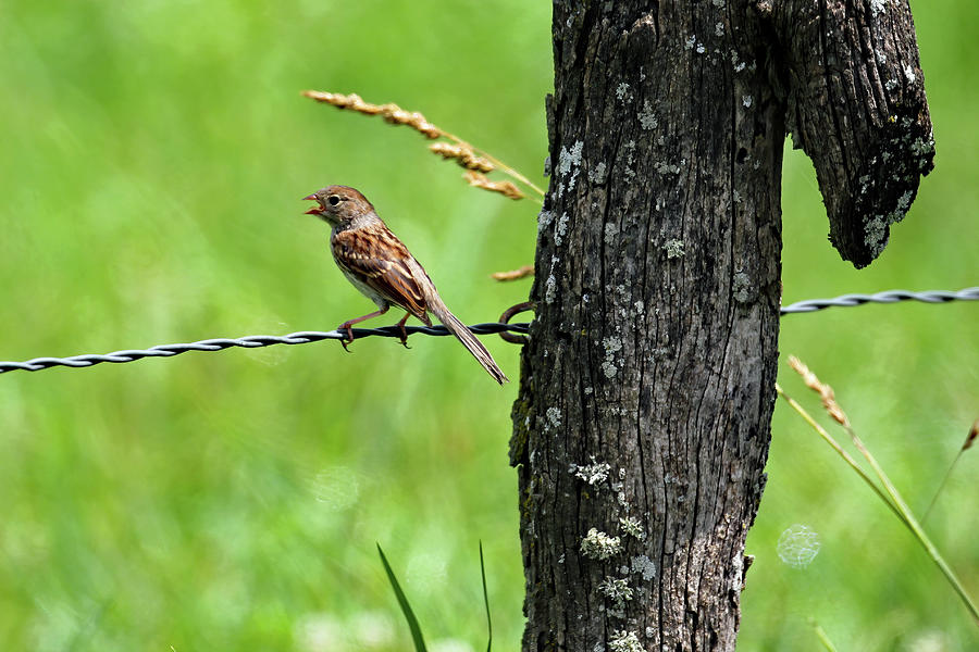 Field Sparrow On A Wire Photograph by Jennifer Robin