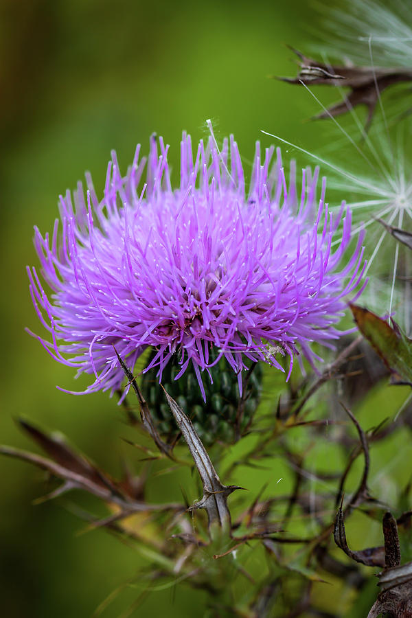 Field Thistle Photograph by Susie Weaver