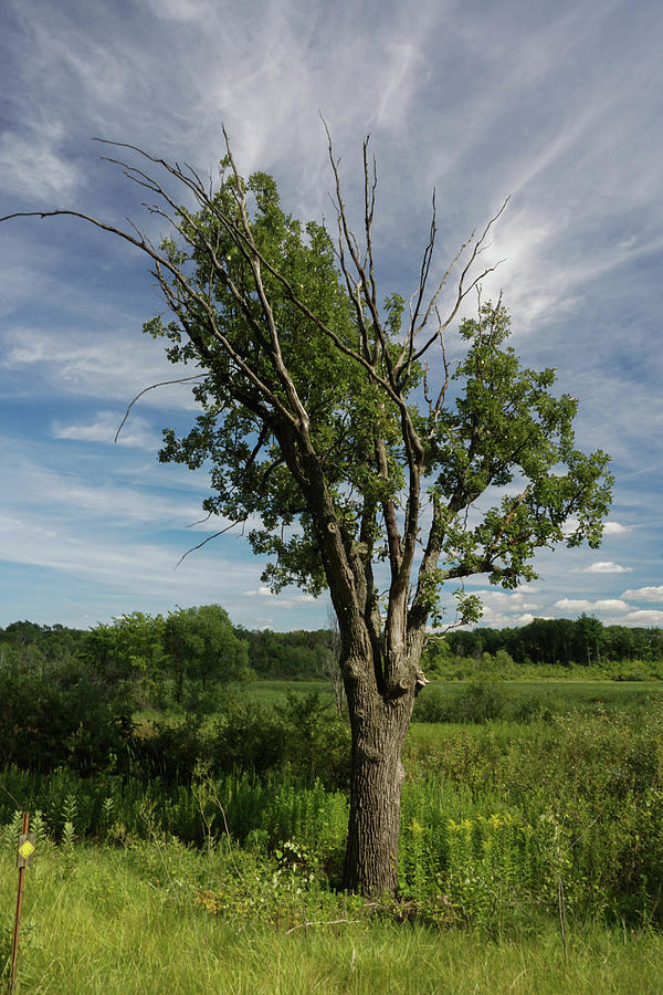 Field, Tree, Sky Photograph by Kimberly Mackowski