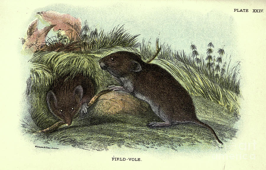 meadow vole drawing