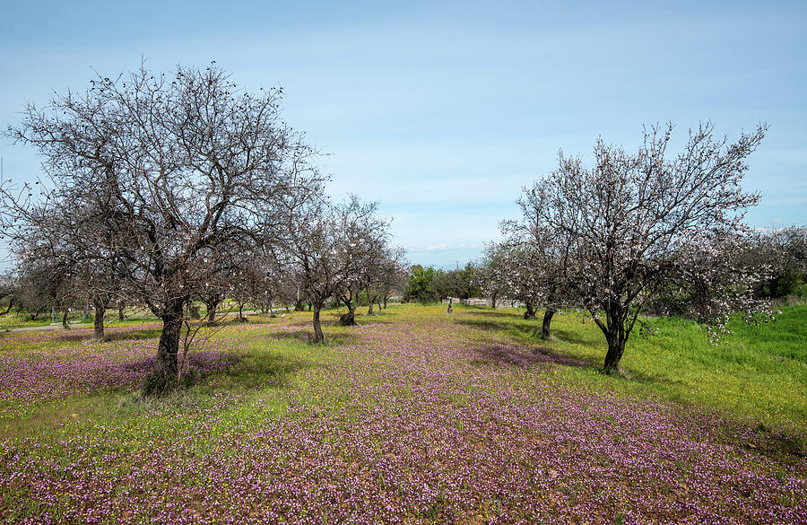 Field with almond trees and purple vail of flowers in the ground. Outdoor landscape with blooming flowers in spring Photograph by Michalakis Ppalis
